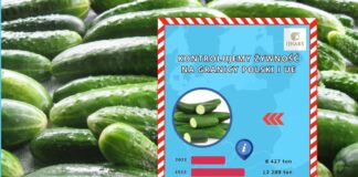 IJHARS kontroluje ogórki na granicy. Odrzuconych ponad 100 ton