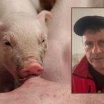 ASF i biurokracja zrujnowały hodowlę! OOPR żąda zmian i wsparcia dla rolników
