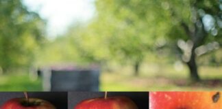 Nowe zagrożenia fitosanitarne dla Polski. Trzy szkodniki i dwa grzyby