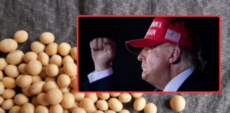 KE chce ograniczyć import produktów żywnościowych z USA. Chodzi m.in. o soję