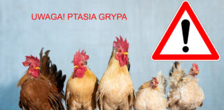 GIW podał aktualne dane dotyczące grypy ptaków na terenie kraju