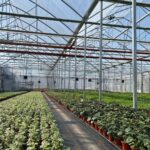 AGRO-SUR – od projektu po realizację. Kompleksowe podejście do budowy szklarni i bloków foliowych