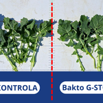 Sprawdzamy biologię w praktyce. Wyniki doświadczeń ścisłych z Bakto ProFOS i Bakto G-STOP w rzepaku oraz pszenicy
