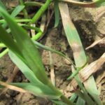 Pierwsze infekcje chorób w oziminach. Pleśń śniegowa i septorioza już na plantacjach
