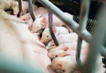 Hodowcy świń pod ścianą. Ceny tuczników poniżej kosztów produkcji