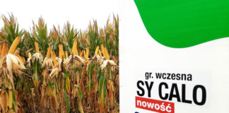 Kukurydza 2021 – Syngenta zaprasza na Pola Klasy S