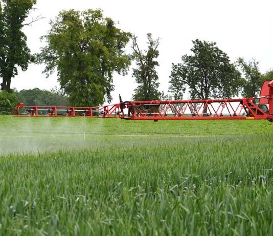 Jak utrzymać wysoką produktywność zbóż w Polsce? Innowacje w ochronie T1