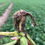 Rolnictwo się nie zatrzymuje! Nowy projekt „Top serwisy” od Timac Agro Polska