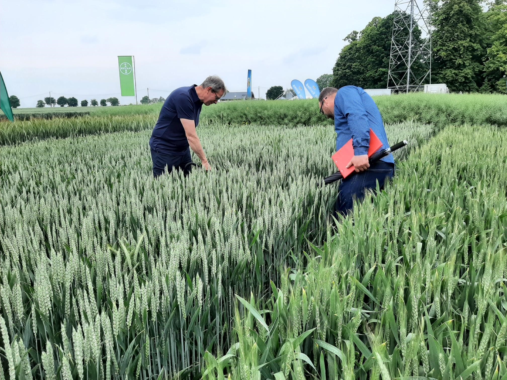 Centrum Doradztwa Technicznego Bayer w Pordenowie (województwo pomorskie, powiat malborski)