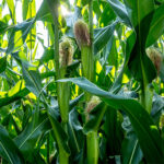 Doskonałe i sprawdzone odmiany kukurydzy od Lidea Seeds
