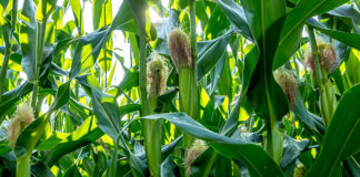 Doskonałe i sprawdzone odmiany kukurydzy od Lidea Seeds
