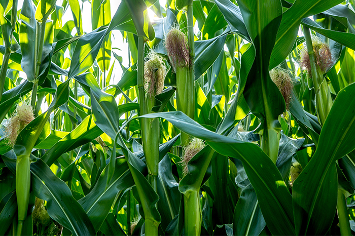 Doskonałe i sprawdzone odmiany kukurydzy od Lidea Seeds
