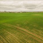 Dobry międzyplon to lek dla gleby i możliwość zarobku