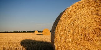 Precyzyjne rolnictwo krok po kroku – od planowania do zbiorów