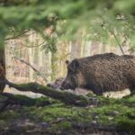 Dziki z wirusem ASF w powiecie piotrkowskim. Aktualizacja najważniejszych informacji