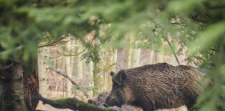 Powstaną ogrodzenia zapachowe przeciw ASF
