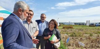 Polska będzie znów ziemniaczaną potęgą