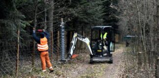 ASF: Nadleśnictwa stawiają płoty