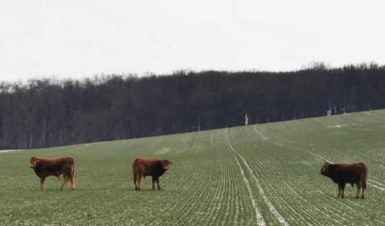 Krowy rasy Limousine zbiegły z hodowli i koczują w lesie