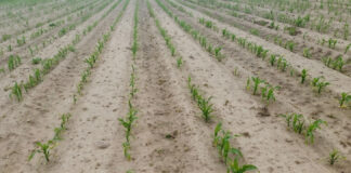 Jak uratować kukurydzę po wiosennych przymrozkach i suszy? Skuteczna i szybka odbudowa plantacji