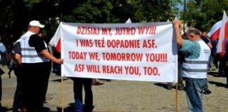 Pierwszy przypadek ASF w Lubuskiem. Wojewoda wyznacza strefę skażoną