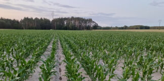 Kukurydza kontra chwasty – jak skutecznie chronić plantację?