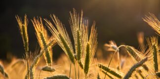 Który jęczmień jest najlepszy na suszę