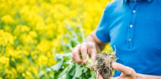 Wysoki plon i zdrowotność. Postaw na pewną odmianę rzepaku ozimego