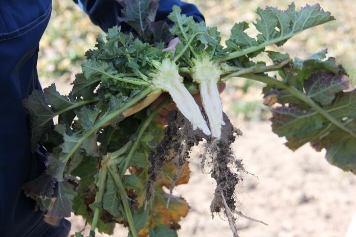 plazma, choroby roślin, Politechnika Wrocławska, zimna plazma, 