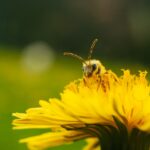 Nabór dla pszczelarzy przedłużony. Planowane są zmiany