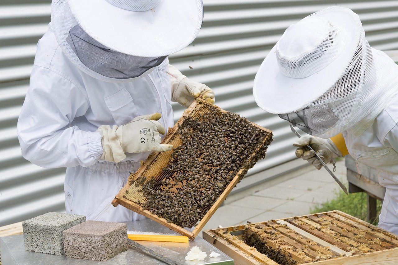 Miliony złotych dla pszczelarzy, dodatkowe środki finansowe dla hodowców pszczół
