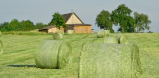 Chciał kupić bele sianokiszonki przez internet i stracił sześć tysięcy złotych
