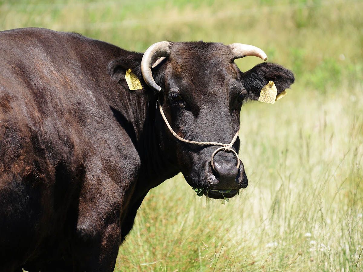 Czym jest wołowina Wagyu?