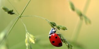 Jak wyszukać mikrobiologiczne środki ochrony roślin?