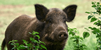 W województwie kujawsko-pomorskim znaleziono dzika zakażonego ASF, podejrzenia o sabotaż