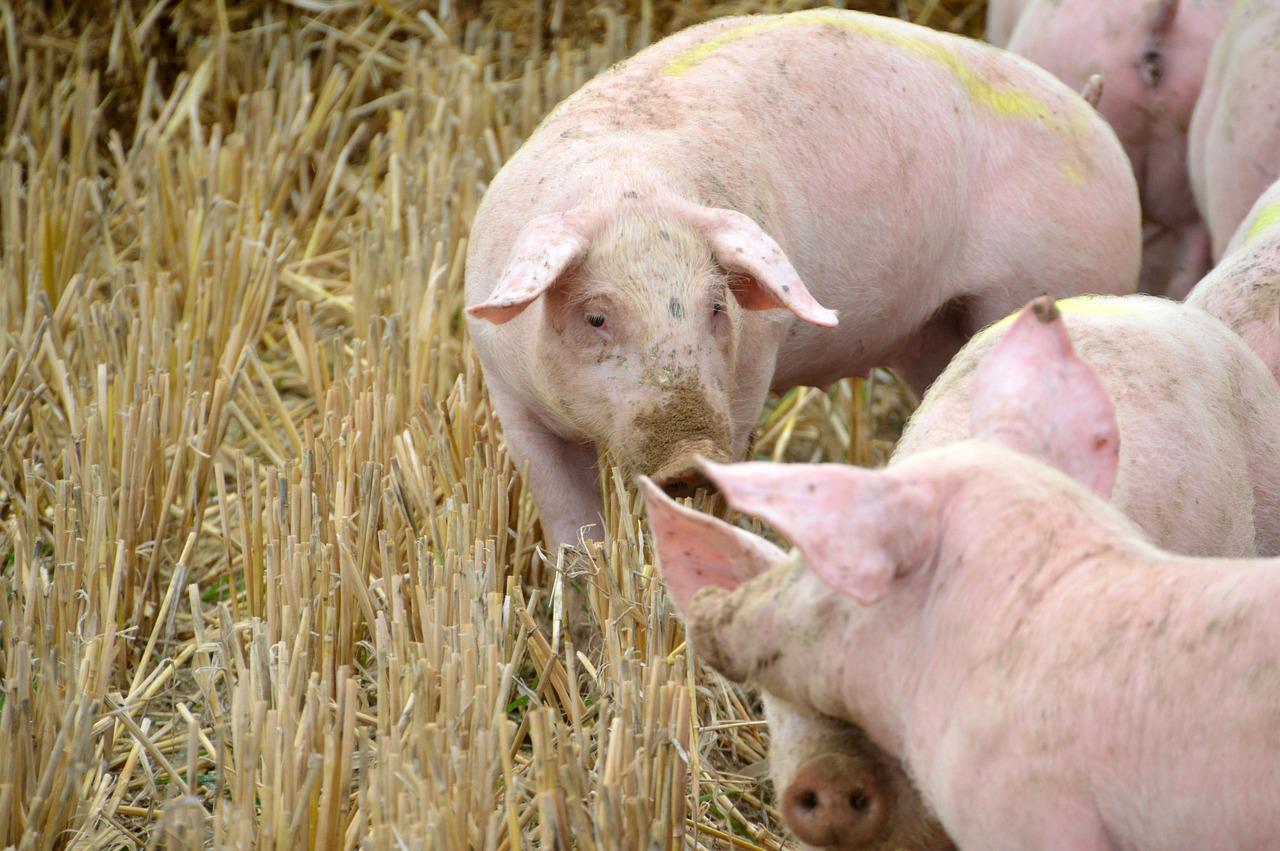 Od 20 czerwca można się starać o refundację do 50 proc. wydatków na bioasekurację
