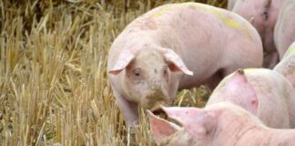 Hodowcy trzody chlewnej wskazują na skutki bezwzględnego zakazu stosowania pasz GMO