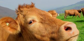 Zmiany klimatu a polskie mleczarstwo – jak przeciwdziałać niekorzystnym zjawiskom?