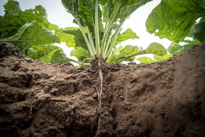 Plantatorzy KSC będą protestować