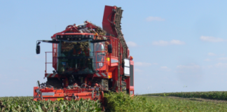 Liście buraczane wartościowym nawozem organicznym