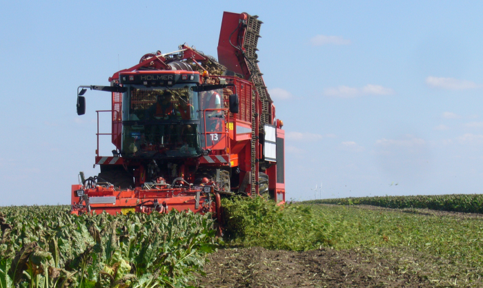 Liście buraczane wartościowym nawozem organicznym
