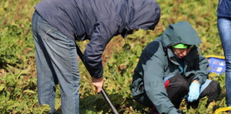 Uprawa pasowa buraka a zdrowotność gleby