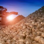 Kampania buraczana 2024/2025 zakończona! Rekordowe plony i sukces plantatorów