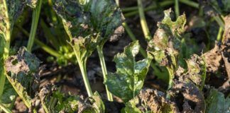 Uwaga plantatorzy buraków: Choroby grzybowe liści wciąż groźne!
