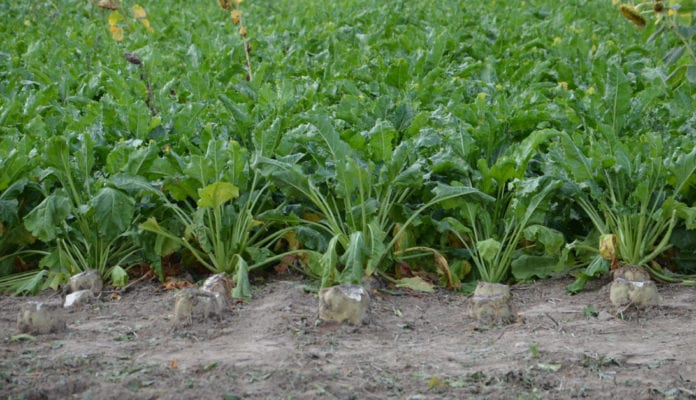 Rolnicy domagają się wyższych cen za buraki i zapowiedzieli protesty