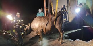 Byki wpadły do zbiornika z gnojownicą