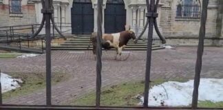 Byk uciekł z targu i spacerował po mieście