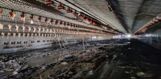 Pożar w kurniku. Spłonęła cała ściółka i wyposażenie budynku