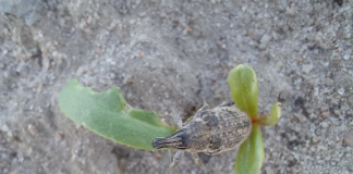 Uwaga plantatorzy buraka cukrowego – szarek komośnik już aktywny!