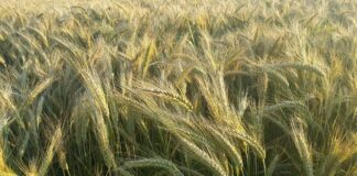 Trwa gorączka skupowa, ceny ciągle spadają
